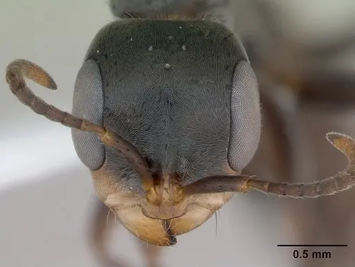 Pseudomyrmex gracilis specimen CASENT0173763 image casent0173763_2