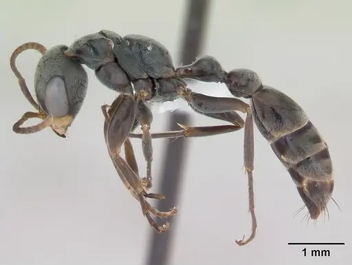 Pseudomyrmex gracilis specimen CASENT0173763 image casent0173763_3