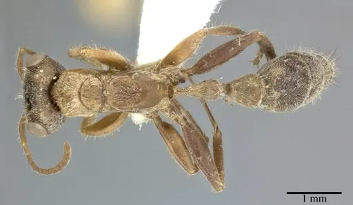 Pseudomyrmex gracilis specimen CASENT0246302 image casent0246302_1