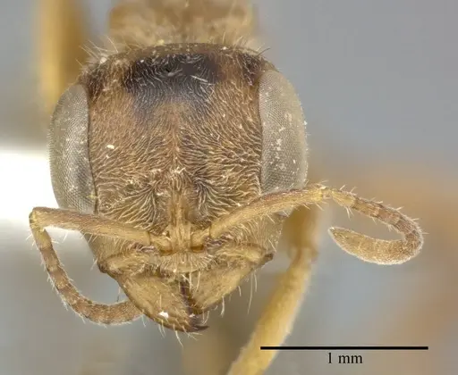 Pseudomyrmex gracilis specimen CASENT0246302 image casent0246302_2