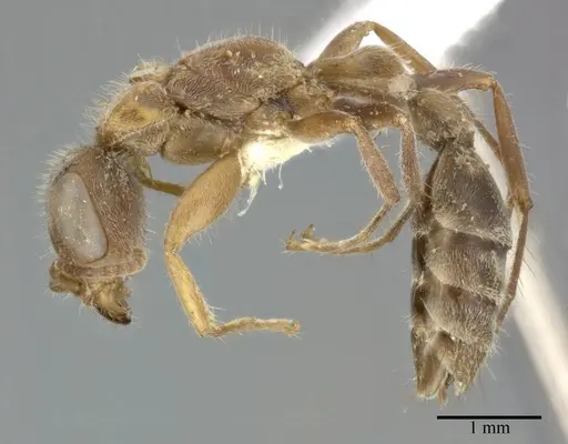 Pseudomyrmex gracilis specimen CASENT0246302 image casent0246302_3