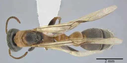 Pseudomyrmex gracilis specimen CASENT0246308 image casent0246308_1