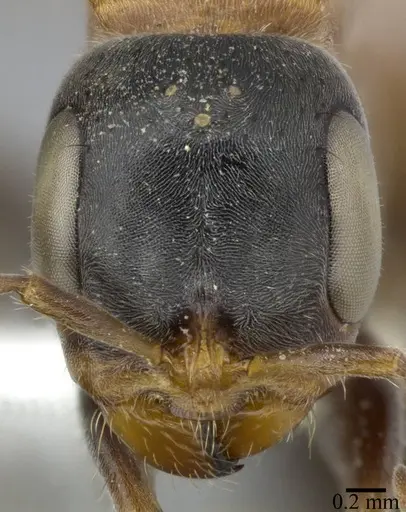 Pseudomyrmex gracilis specimen CASENT0246308 image casent0246308_2