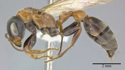 Pseudomyrmex gracilis specimen CASENT0246308 image casent0246308_3