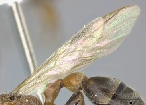 Pseudomyrmex gracilis specimen CASENT0246308 image casent0246308_4