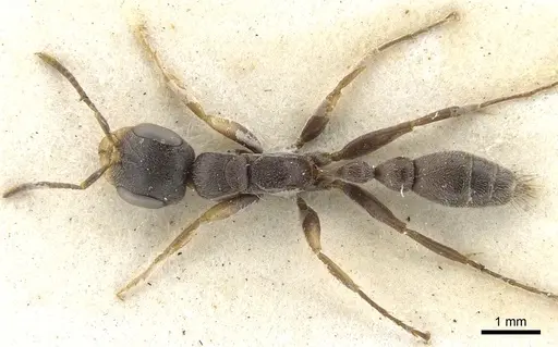 Pseudomyrmex gracilis specimen CASENT0902842 image casent0902842_1