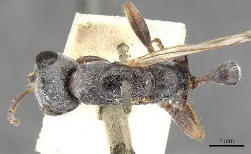 Pseudomyrmex gracilis specimen CASENT0902843 image casent0902843_1