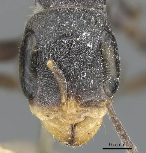 Pseudomyrmex gracilis specimen CASENT0902843 image casent0902843_2