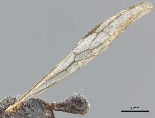 Pseudomyrmex gracilis specimen CASENT0902843 image casent0902843_4