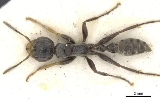 Pseudomyrmex gracilis specimen CASENT0902844 image casent0902844_1