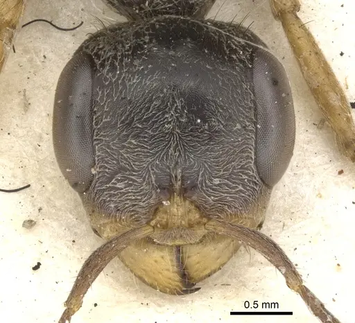 Pseudomyrmex gracilis specimen CASENT0902844 image casent0902844_2