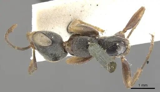 Pseudomyrmex gracilis specimen CASENT0902845 image casent0902845_1