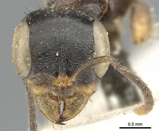 Pseudomyrmex gracilis specimen CASENT0902845 image casent0902845_2