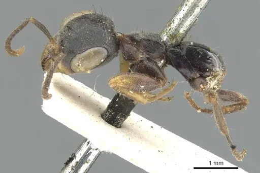 Pseudomyrmex gracilis specimen CASENT0902845 image casent0902845_3