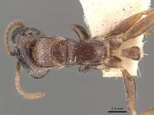 Pseudomyrmex gracilis specimen CASENT0907478 image casent0907478_1