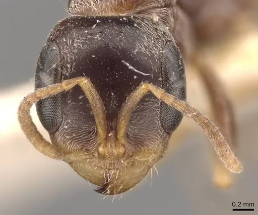 Pseudomyrmex gracilis specimen CASENT0907478 image casent0907478_3