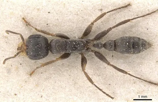 Pseudomyrmex gracilis specimen CASENT0915508 image casent0915508_1