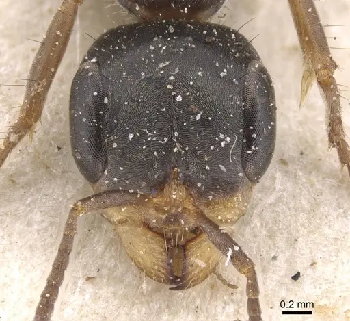 Pseudomyrmex gracilis specimen CASENT0915508 image casent0915508_2