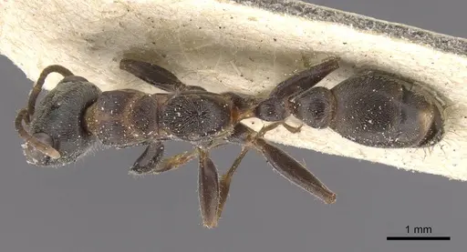 Pseudomyrmex gracilis specimen CASENT0915509 image casent0915509_1