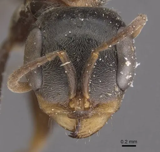 Pseudomyrmex gracilis specimen CASENT0915509 image casent0915509_2