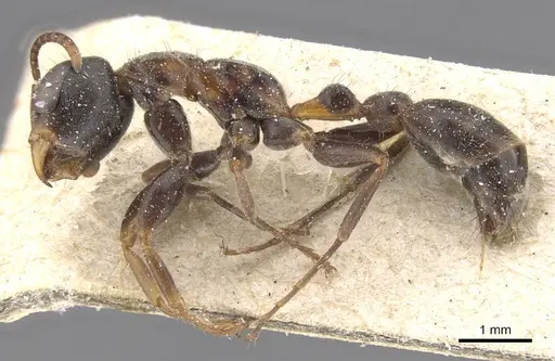Pseudomyrmex gracilis specimen CASENT0915509 image casent0915509_3