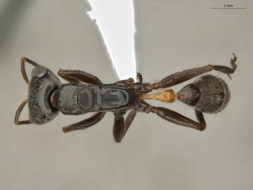 Pseudomyrmex gracilis specimen ECOFOG-TR17-0308-02 image ecofog-tr17-0308-02_1