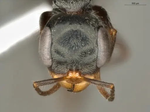 Pseudomyrmex gracilis specimen ECOFOG-TR17-0308-02 image ecofog-tr17-0308-02_2