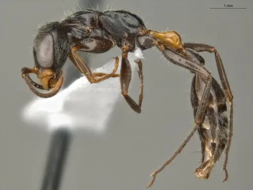 Pseudomyrmex gracilis specimen ECOFOG-TR17-0308-02 image ecofog-tr17-0308-02_3