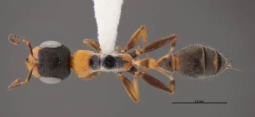 Pseudomyrmex gracilis specimen FMNHINS0000078508 image fmnhins0000078508_1