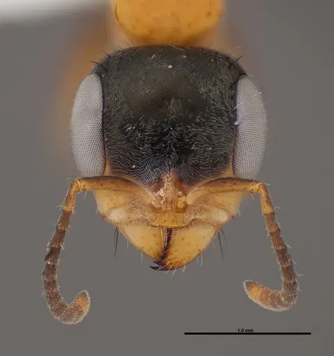 Pseudomyrmex gracilis specimen FMNHINS0000078508 image fmnhins0000078508_2