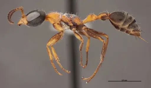 Pseudomyrmex gracilis specimen FMNHINS0000078508 image fmnhins0000078508_3