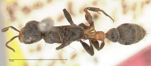 Pseudomyrmex gracilis specimen FOCOL0524 image focol0524_1