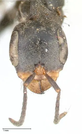 Pseudomyrmex gracilis specimen FOCOL0524 image focol0524_2