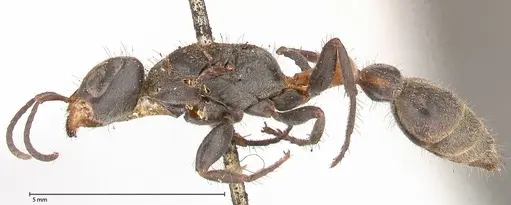 Pseudomyrmex gracilis specimen FOCOL0524 image focol0524_3