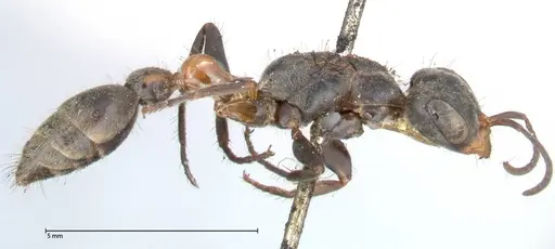 Pseudomyrmex gracilis specimen FOCOL0524 image focol0524_4