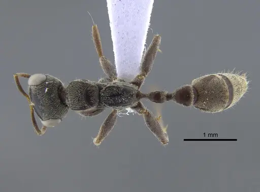 Pseudomyrmex gracilis specimen IAVH-E-262143 image iavh-e-262143_1