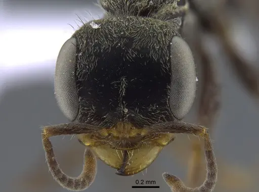 Pseudomyrmex gracilis specimen IAVH-E-262143 image iavh-e-262143_2