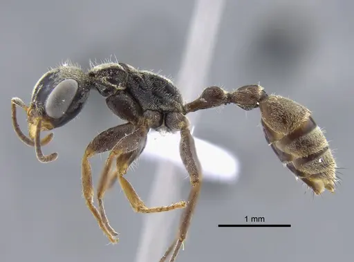 Pseudomyrmex gracilis specimen IAVH-E-262143 image iavh-e-262143_3