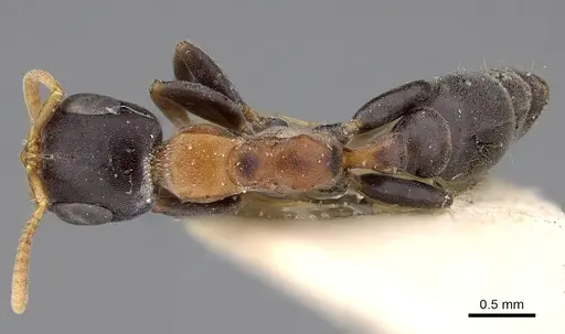 Pseudomyrmex haytianus specimen CASENT0281897 image casent0281897_1