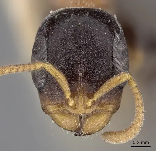 Pseudomyrmex haytianus specimen CASENT0281897 image casent0281897_2