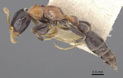 Pseudomyrmex haytianus specimen CASENT0281897 image casent0281897_3