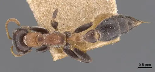 Pseudomyrmex haytianus specimen CASENT0907519 image casent0907519_1