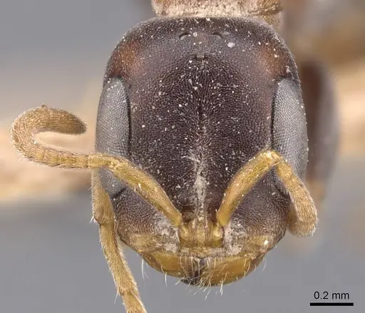 Pseudomyrmex haytianus specimen CASENT0907519 image casent0907519_2