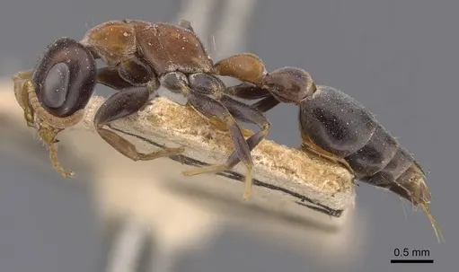 Pseudomyrmex haytianus specimen CASENT0907519 image casent0907519_3