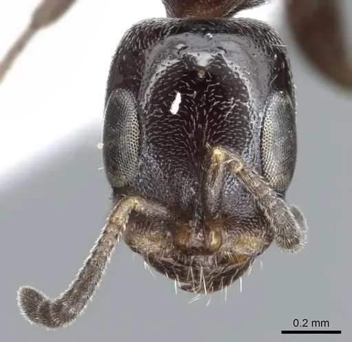 Pseudomyrmex hesperius specimen CASENT0902908 image casent0902908_2