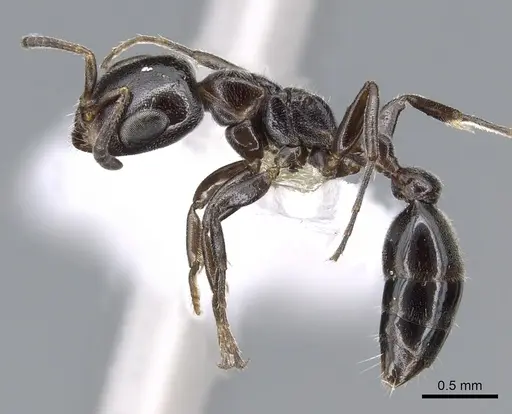 Pseudomyrmex hesperius specimen CASENT0902908 image casent0902908_3