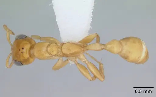 Pseudomyrmex holmgreni specimen CASENT0173756 image casent0173756_1