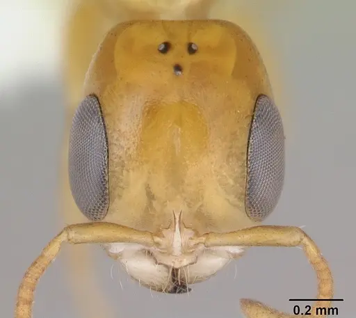 Pseudomyrmex holmgreni specimen CASENT0173756 image casent0173756_2
