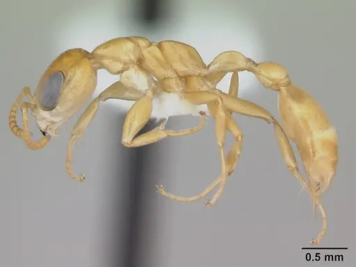 Pseudomyrmex holmgreni specimen CASENT0173756 image casent0173756_3