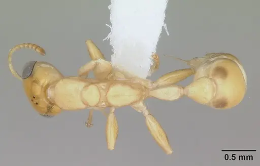 Pseudomyrmex holmgreni specimen CASENT0173757 image casent0173757_1